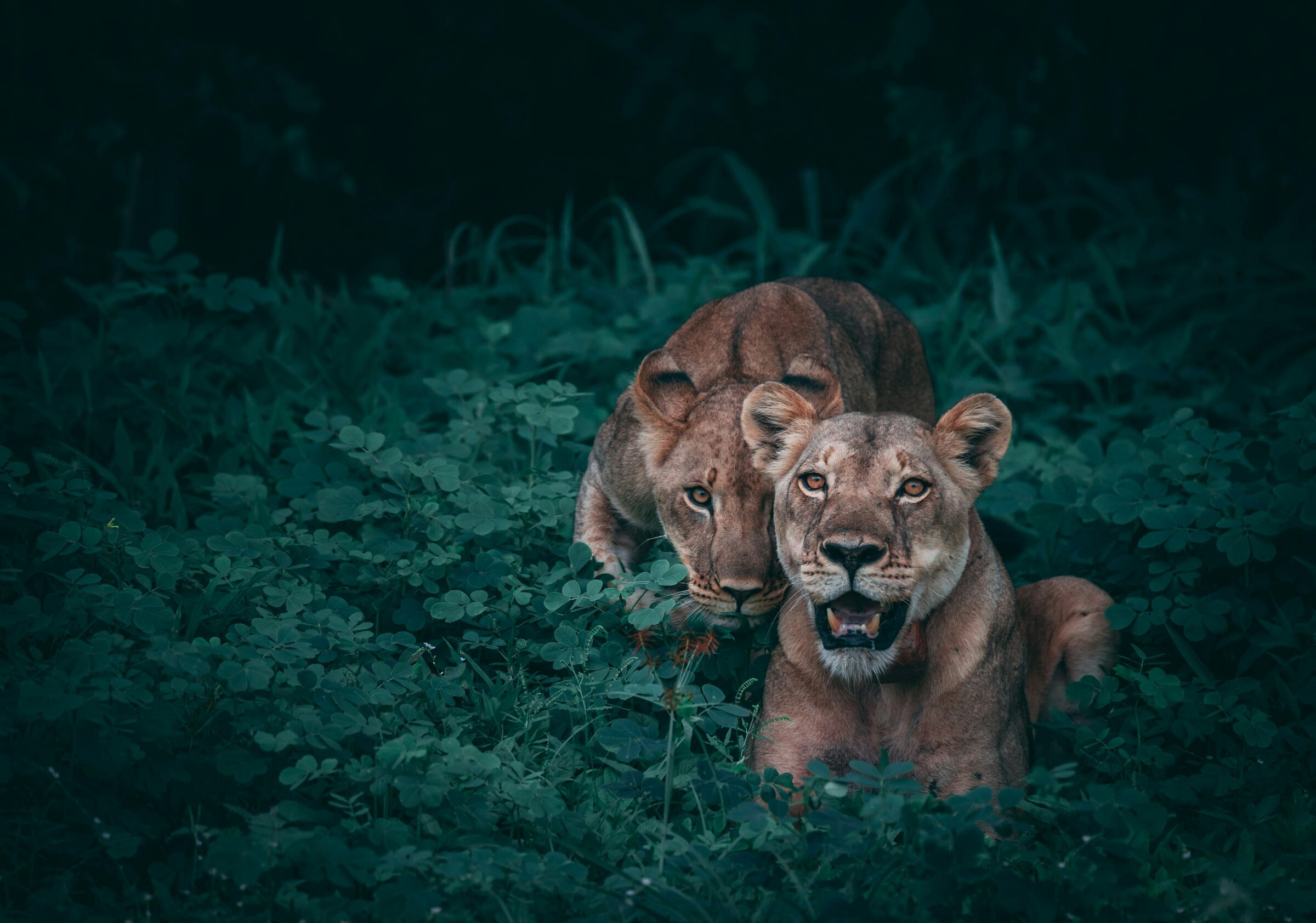 Two lionesses in dense green bush at dusk on an African safari
